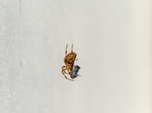 Cross Orb Weaver Spider Eating Prey In Ireland - View From The Underside