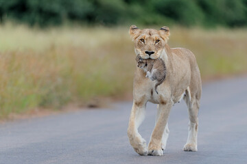 Wall Mural - Lioness (Panthera leo) mother walking  while carrying her newborn cub in her mouth, Kruger National Park, Mpumalanga, South Africa
