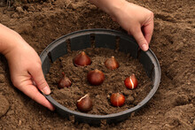A Farmer Plants Tulip Bulbs. How To Plant Tulip Bulbs In The Open Ground In Autumn Or Spring. Top View Of The Plastic Container For Planting Tulips
