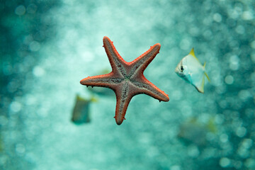 Poster - Shallow focus of a red sea star under blue shiny water beside a fish with blurred light water