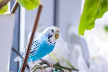 Wall Mural - A beautiful blue budgie sits without a cage on a house plant. Tropical birds at home.