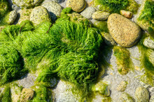 Algue Verte (Ulva Armoricana) Sur Les Cotes Bretonnes En France*  Toxic Green Algae In Brittany France