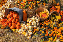 Close Up Shot Of Assorted Pumpkins In The Market Up For Sale