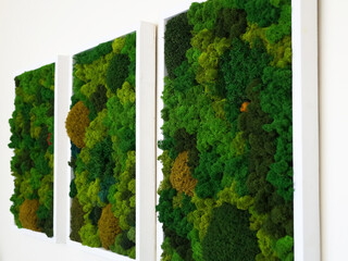 multicolored decorative preserved preserved moss as wall decor, eco-design concept, live vertical gardening