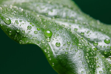 Coffee leaf with drops. Dew spotted or raindrops on green coffee​ leaves. Shallow depth of field