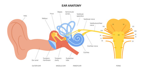 Sticker - Ear anatomy diagram