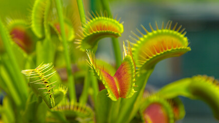 CLOSE UP, DOF: Dangerous wildflower opens up small leaves with sensitive thorns.