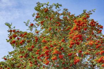 Wall Mural - Branch with bright summer rowan berries in the august park