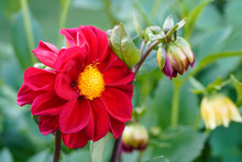 A Single, Fully Bloomed Dahlia Among Several Closed Flowers. Red Flowers.
