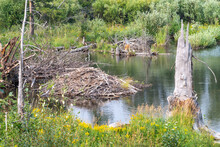 Beaver Pond In A Creek In Grand Teton National Park Wyoming