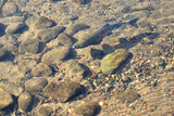 Fototapeta Sypialnia - 川を泳ぐ鮭