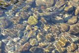 Fototapeta Sypialnia - 川を泳ぐ鮭
