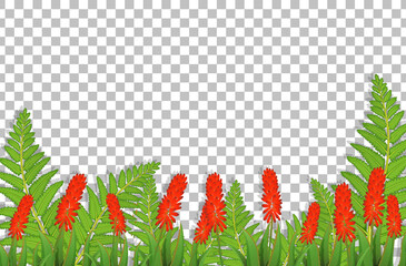 Poster - Silver cock's comb flower field on transparent background