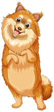 Pomeranian Dog Cartoon On White Background