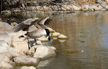 Canada Goose Spreading Wings To Balance Body While Descending Rocks On Water Edge To Enter Lake