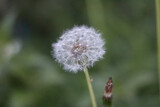 Fototapeta Dmuchawce - Dandelion clock against soft green blurred background with copy space