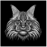 Fototapeta Koty - Maine Coon cat. Grey, white and black , graphic, hand-drawn portrait of a cat looking ahead on a black background.