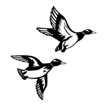 Two Ducks Are Flying On Hunting. A Set Of Black Monochrome Ducks. Vector Illustration Isolated On White Background.