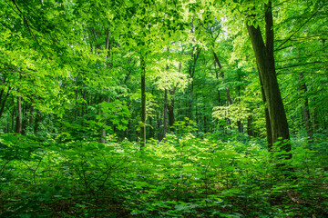 Wall Mural - green forest background in a sunny day