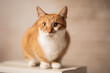 Adult red cat - domestic animal - pet cat