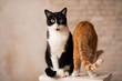 Two cats portrait