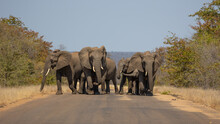 A Breeding Herd Of African Elephants