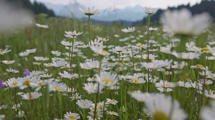 Aufkleber - Camera moves between flowers, insects fly around. Alpine chamomile meadow in summer. Magnificent flower meadow, mountains in the background