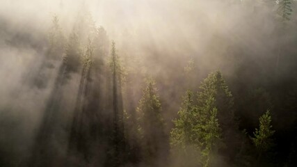 Aufkleber - Summer foggy forest. Mist, sunrays and green trees. Magical sunlight in the forest between branches of trees
