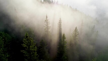 Aufkleber - Aerial shot of mountain forest in the clouds. Sunny morning in the foggy mountains. Sun rays make their way through the fog and tree branches. High quality 4K shot