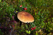 Boletus edulis  in a mossy forest glade among lingonberry bushes