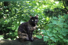 A Turtle-colored Cat On The Background Of A Summer Garden. High Quality Photo