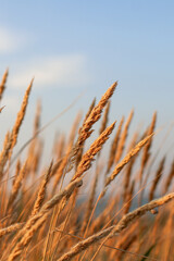 Naklejka na meble Beautiful abstract closeup of golden dried meadow grass. 
 Abstract natural background. Natural Beige or Set Sail Champagne Background.
Minimal, stylish, trend concept