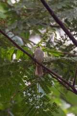 Wall Mural - closeup view of yelow-vented bulbul in nature