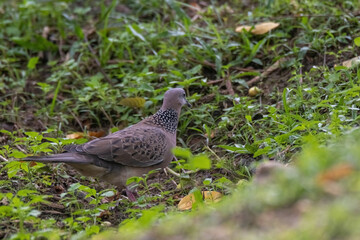 closeup view of a spotted dove in nature