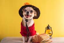Purebred Chihuahua Dog Posing For Halloween On A Yellow Background. Mockup With Animals And Paraphernalia For All Saints Day.