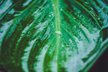 water drops on green background, tropical leaf, raindrops like pearls 