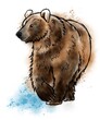 Grizzly bear watercolor