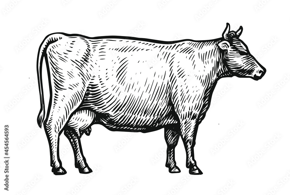 Hand drawn vector illustration of cow isolated on white background ...