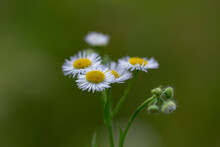 Erigeron Annuus, The Annual Fleabane, Daisy Fleabane, Or Eastern Daisy Fleabane, Is A North American Plant Species In The Daisy Family Naturalized In Europe.
