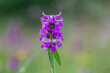 Betonica officinalis (syn. Stachys officinalis), commonly known as common hedgenettle, betony, wood betony, bishopwort, or bishop's wort, is a species of flowering plant in the family Lamiaceae. 