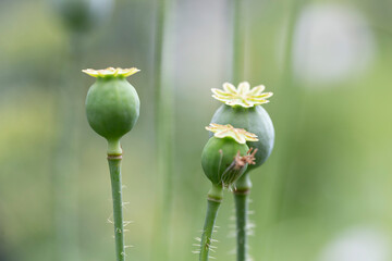 Wall Mural - Papaver somniferum, commonly known as the opium poppy or breadseed poppy, is a species of flowering plant in the family Papaveraceae.