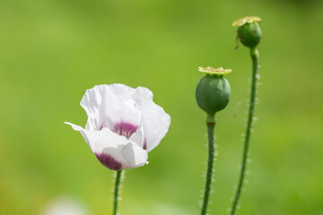 Wall Mural - Papaver somniferum, commonly known as the opium poppy or breadseed poppy, is a species of flowering plant in the family Papaveraceae.