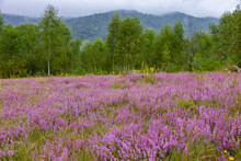 Unique Landscape Of The Carpathian Mountains With Mass Flowering Heather Fields (Calluna Vulgaris). Flowering Calluna Vulgaris (common Heather, Ling, Or Simply Heather) In The Carpathians.