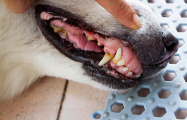 Dog teeth problem,plaque,sign of disease