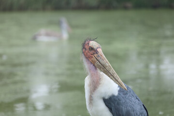 The maraboustork is big  bird animal in garden