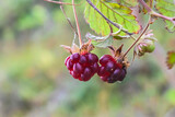 Rubus arcticus or arctic raspberries.