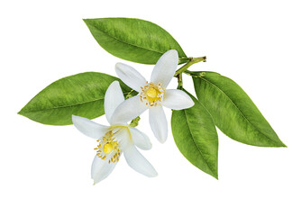 Lemon flower isolated on white background