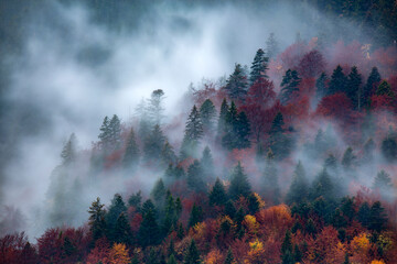 Wall Mural - Dense morning fog in alpine landscape with fir trees and mountains. 