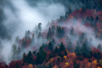Wall Mural - Autumn image with silhouette of forest with dense fog at dusk. Image taken with long exposure technic. 