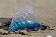 Portuguese Man O' War On The Beach In South Florida With Vibrant Blue And Purple Colors
